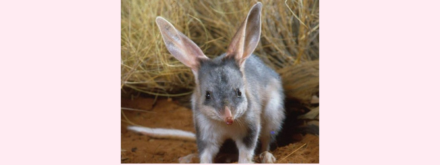 Where do bilbies live? Fun facts about our Australian bilbies...