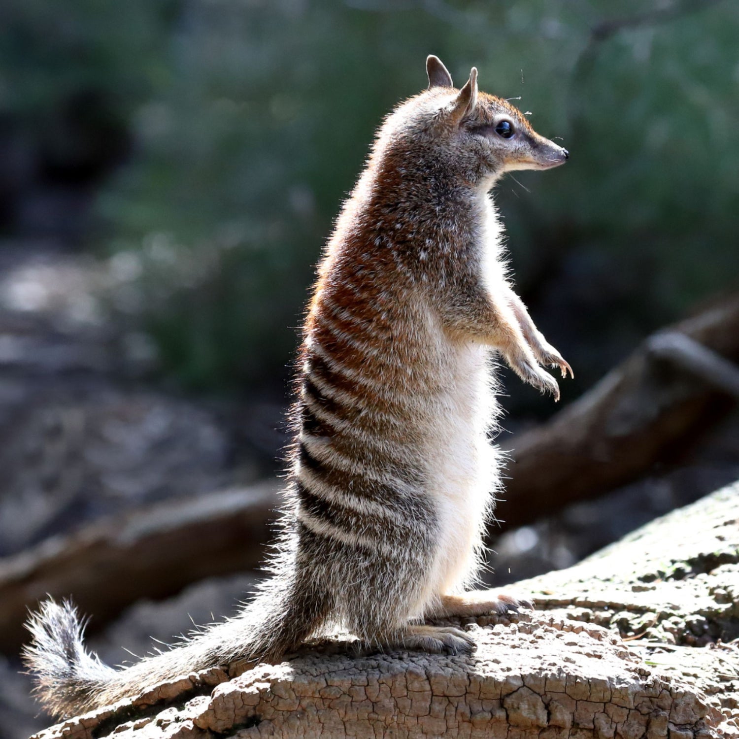 Twizzle Designs supports conservation of native Australian wildlife by donating to respected environmental charities. See us on Instagram and Facebook.