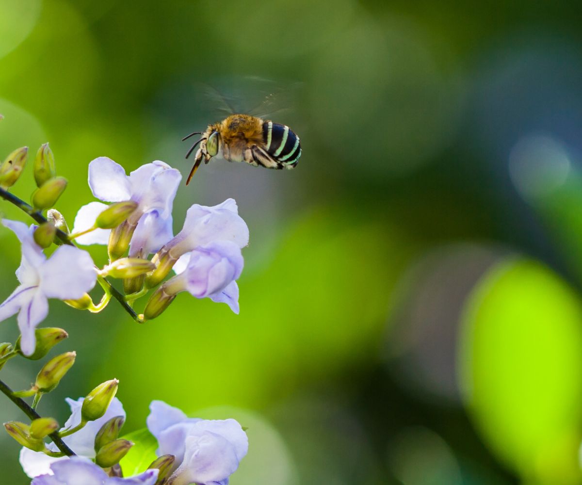 Twizzle Designs free guide - 21 Australian plants that attract native bees to your garden. Twizzle Designs has a range of sustainable eco-gifts
