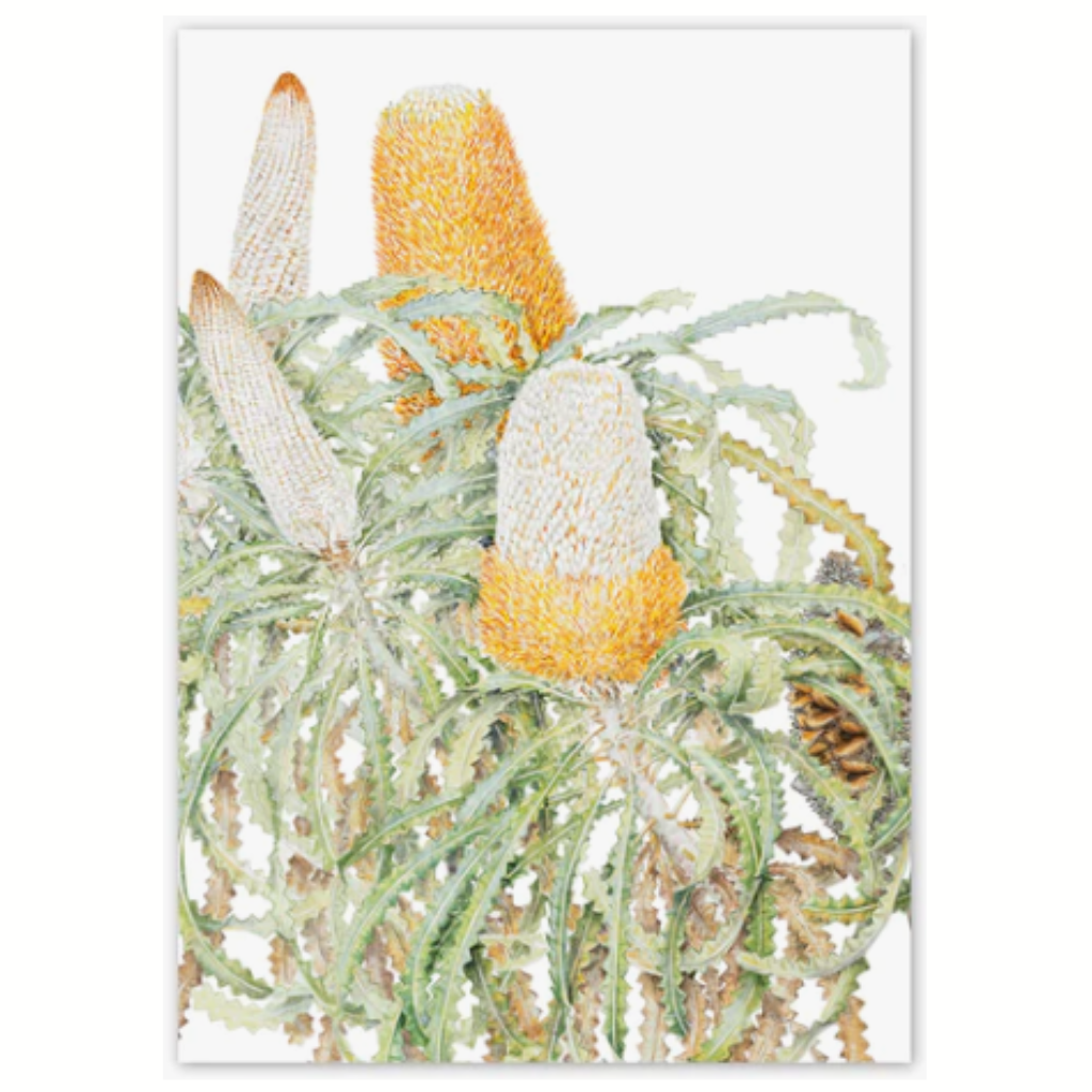 Studio Nikulinsky Native floral designs A6 greeting cards with an envelope. Eco-friendly. Designed and made in Western Australia. Add a Australian greeting card to your gift. Banksia design.