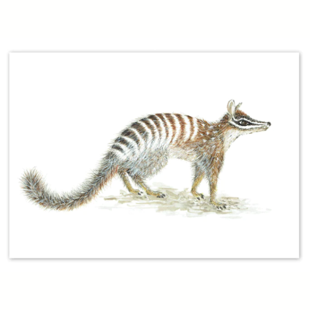 Studio Nikulinsky Native floral designs A6 greeting cards with an envelope. Eco-friendly. Designed and made in Western Australia. Add a Australian greeting card to your gift. Numbat design.