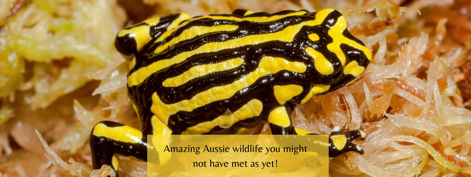 9 amazing Aussie animals - how much do you know about our wildlife?