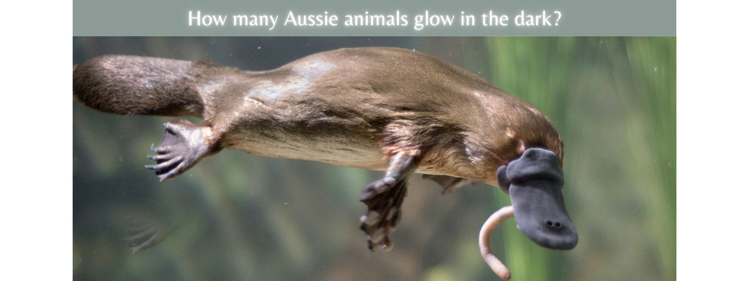 Surprising native Aussie animals that glow in the dark