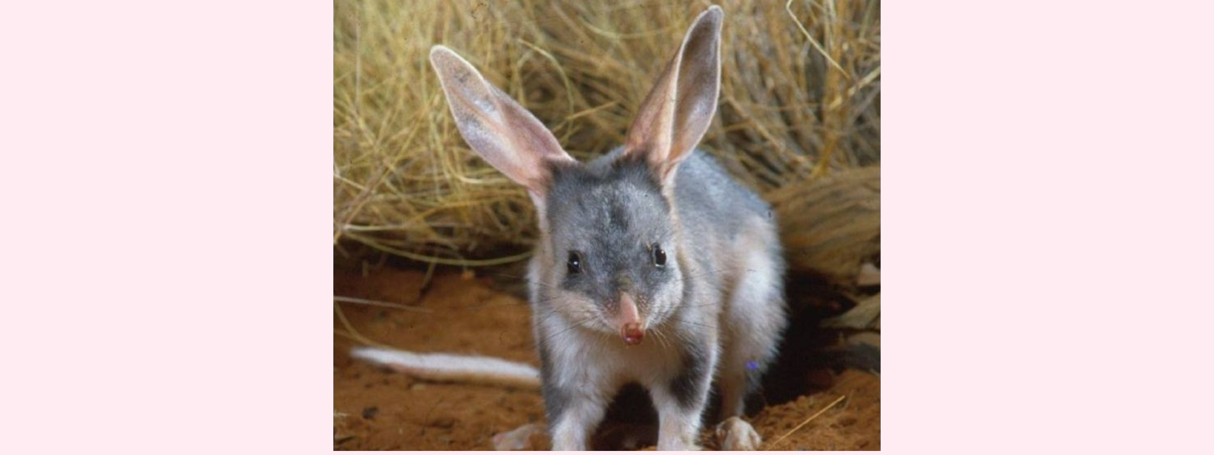 Where do bilbies live? Fun facts about our Australian bilbies...