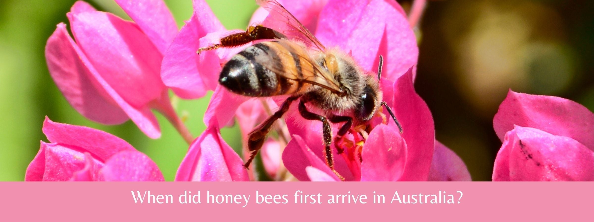 The-Twizzle-Designs-Earth-Friendly-Blog-how-long-have-honey-bees-been-in-Australia