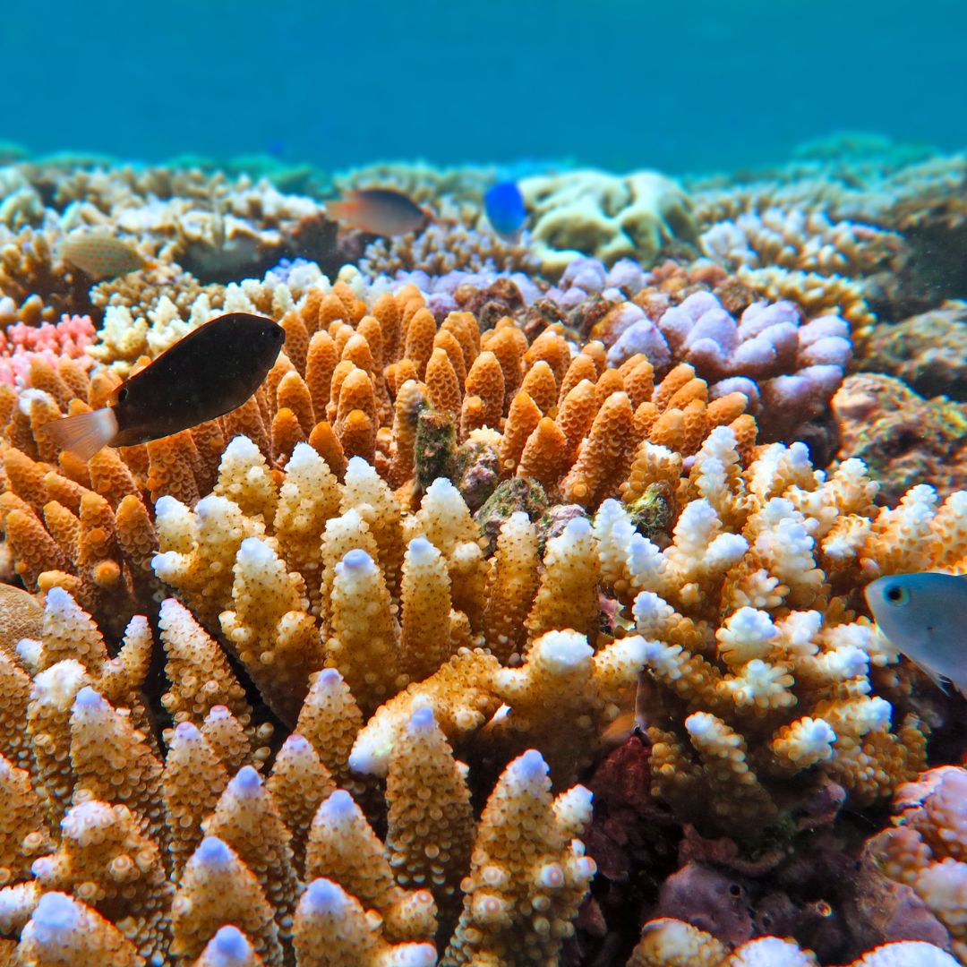 What does coral smell like? Read on for your answer...
