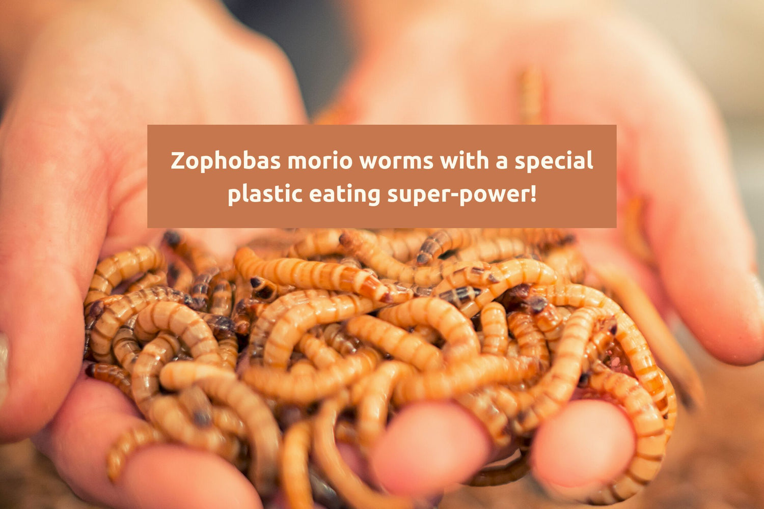 Meal Worms eating our plastic recycling. The Twizzle Designs Earth Friendly blog.