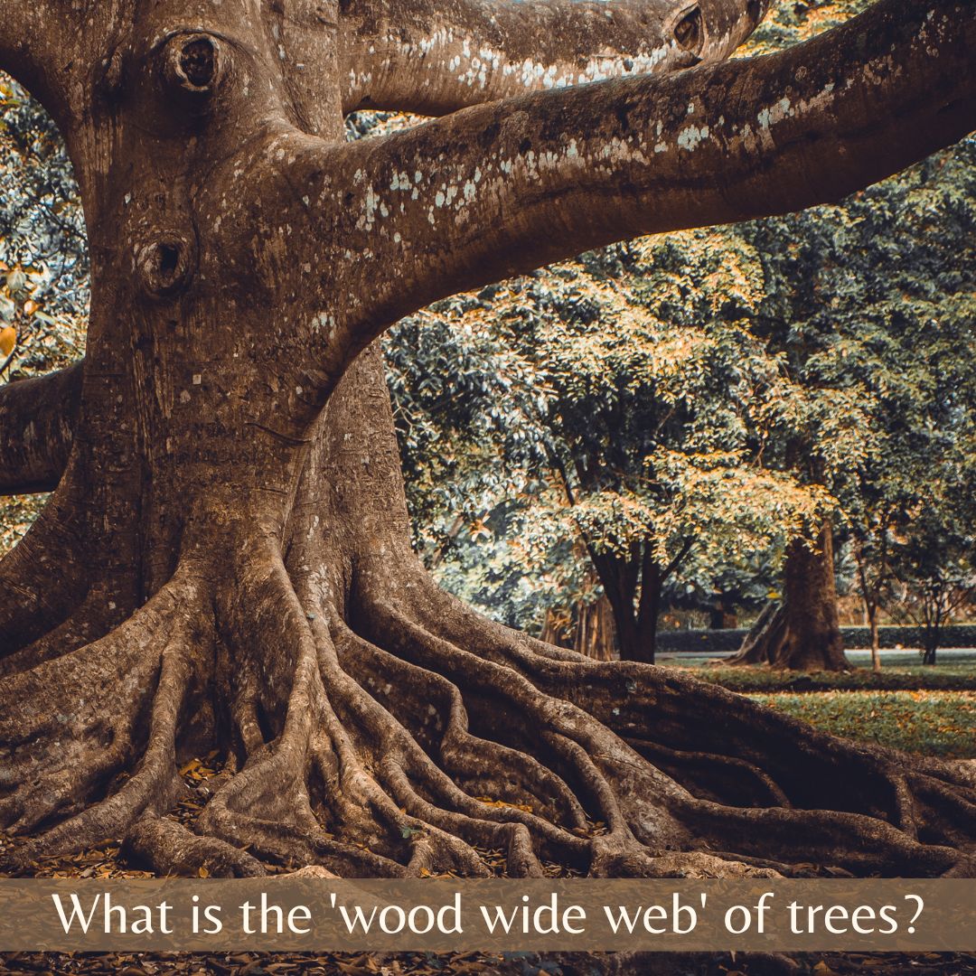 The Twizzle Designs Earth Friendly Blog. What is the wood wide web of trees. A Blog about mycorrhizal undergroung fungi communication network and benefits for trees.