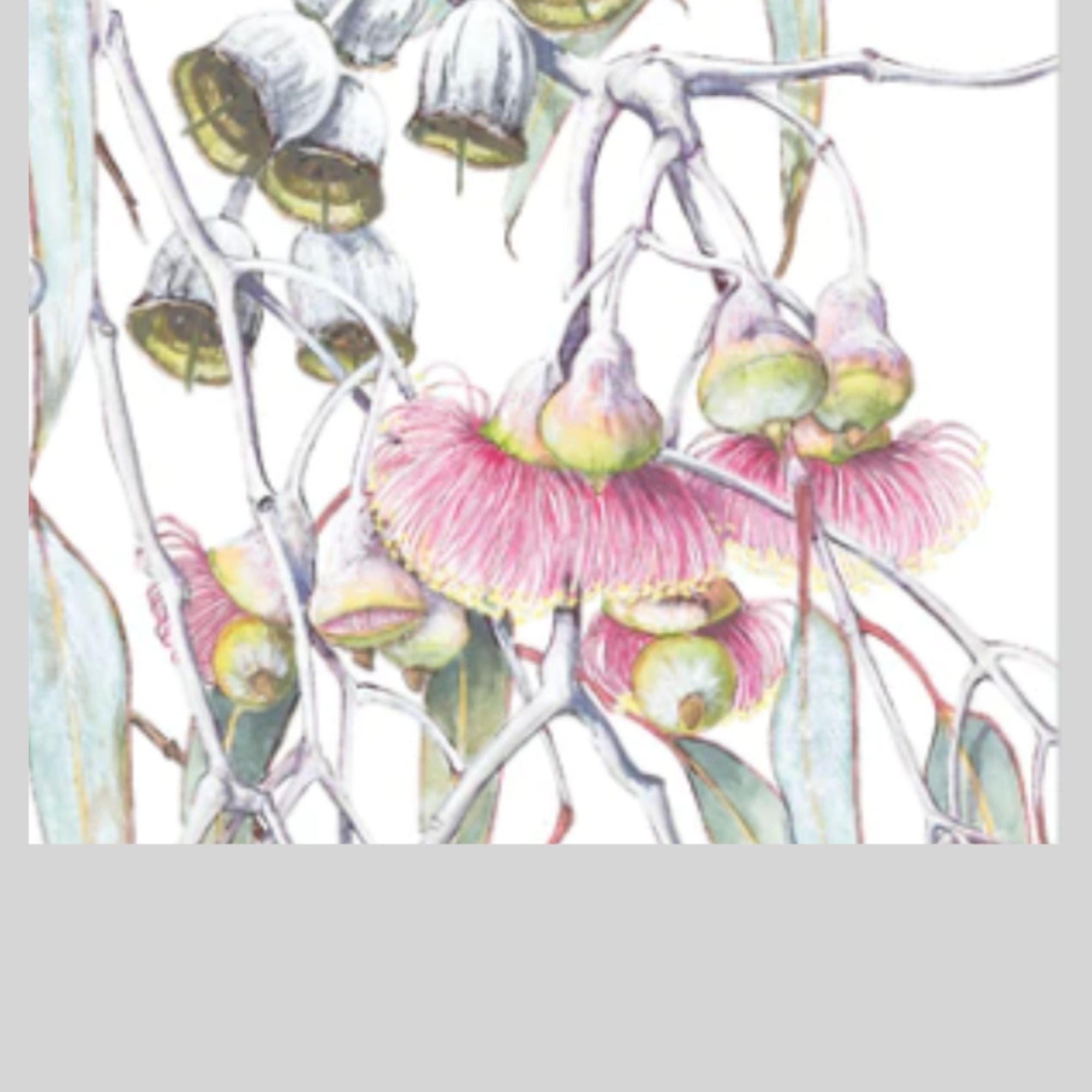 Eco-friendly, sustainable, and Australian made wildflower greeting cards.