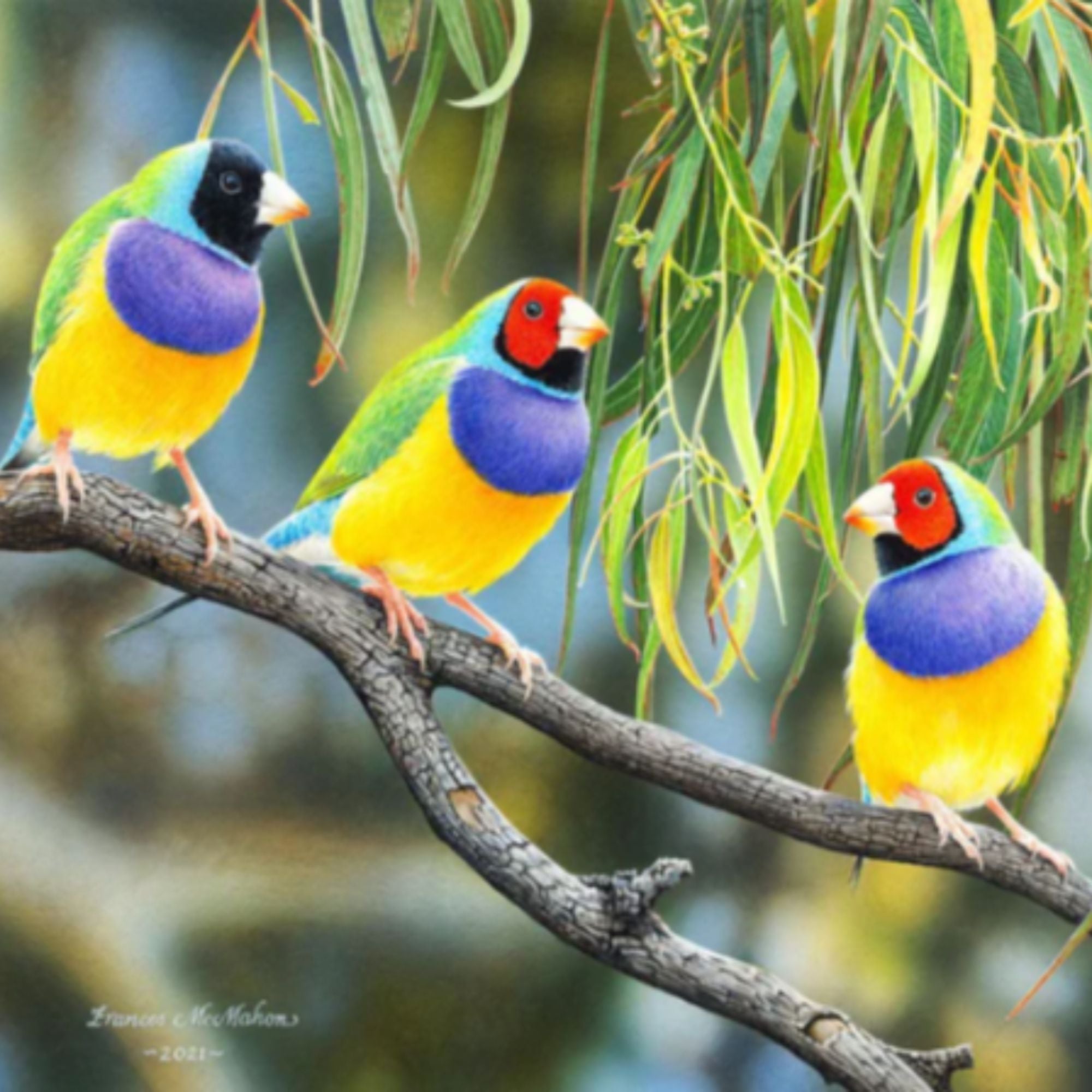 The Rainbow Coalition (Gouldian Finches) - 1,000pc jigsaw
