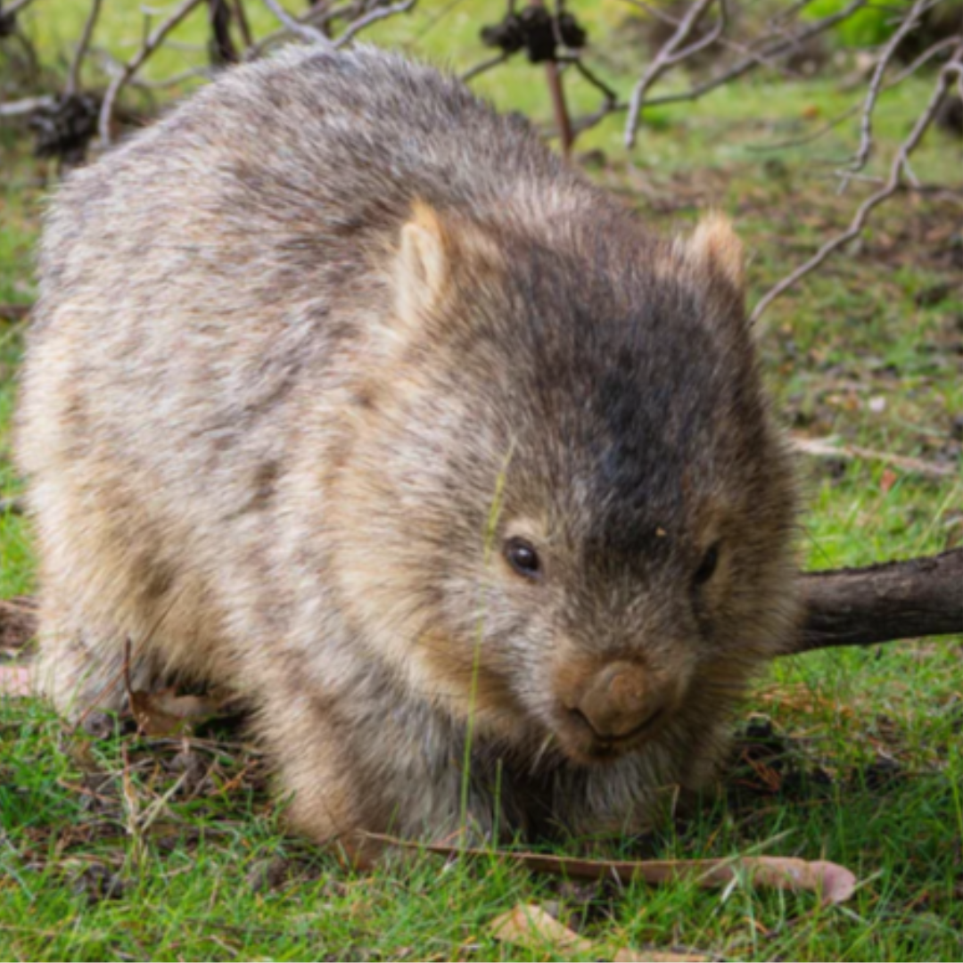 Wombat - 1,000pc jigsaw