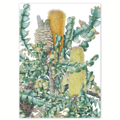Studio Nikulinsky Native floral designs A6 greeting cards with an envelope. Eco-friendly. Designed and made in Western Australia. Add a Australian greeting card to your gift. Bull banksia design.