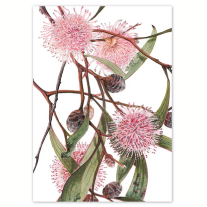 Studio Nikulinsky Native floral designs A6 greeting cards with an envelope. Eco-friendly. Designed and made in Western Australia. Add a Australian greeting card to your gift. Pink Hakea design.