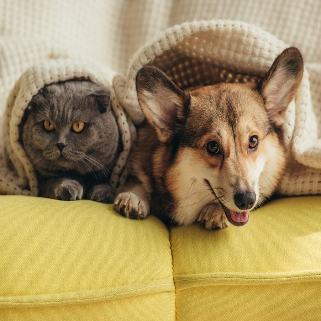 Easily remove household odours with a simple shake, wait and vacuum. Linii Huon Pine natural Carpet Freshener removes ssmoking odours, food and cooking odours. Photo of cat and dog peeking out from under blanket on the courch .