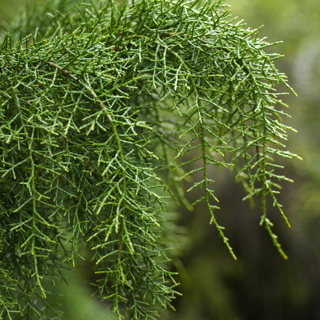 Keep pests out of your pantry and bookcases. with Linni Huon Pine sachets. Tasmanian made Linii Huon Pine is a natural pest repellent agains moths, silverfish, mites and fleas. Rainforest scented.