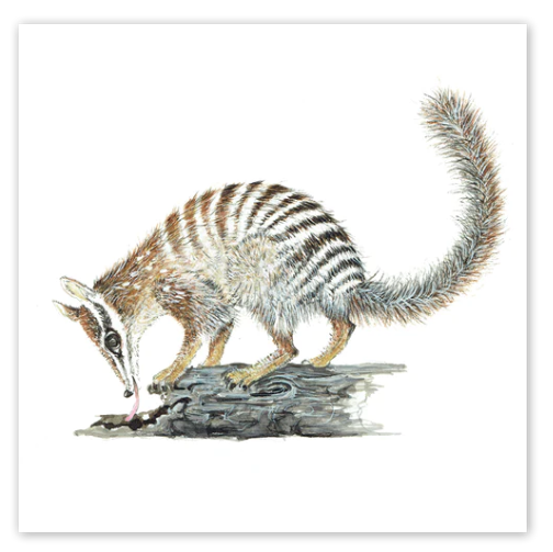 Studio Nikulinsky Native floral designs small square greeting cards with an envelope. Eco-friendly. Designed and made in Western Australia. Add a Australian greeting card to your gift. Australian Numbat design.