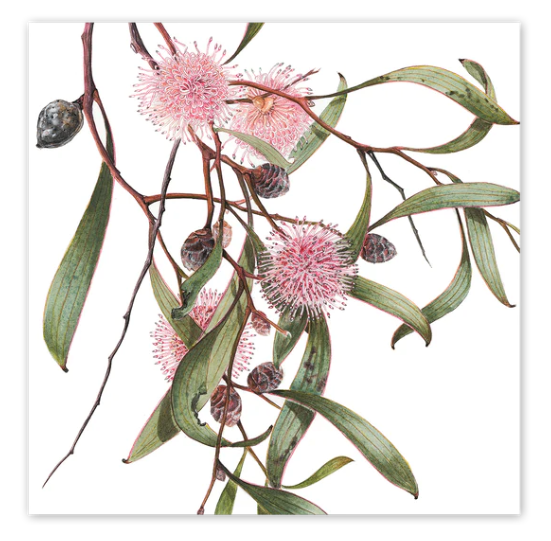Studio Nikulinsky Native floral designs small square greeting cards with an envelope. Eco-friendly. Designed and made in Western Australia. Add a Australian greeting card to your gift. Pincushion Hakea design.